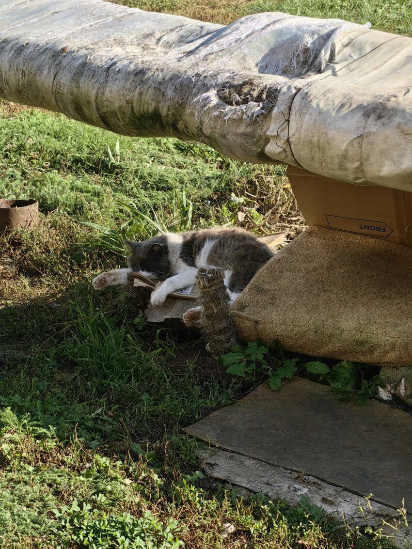 фото котики