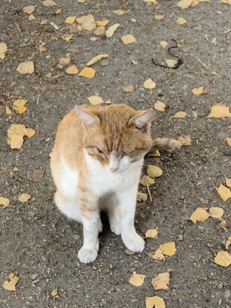 Тот самый рыжик