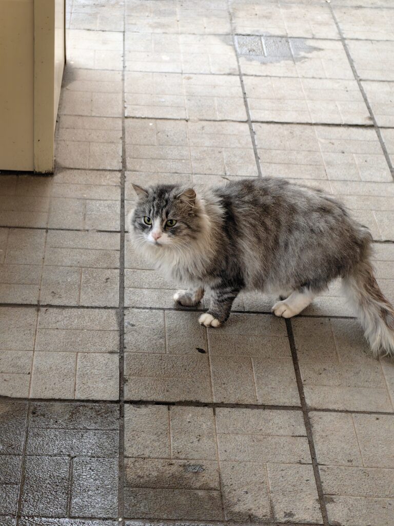 фото котики