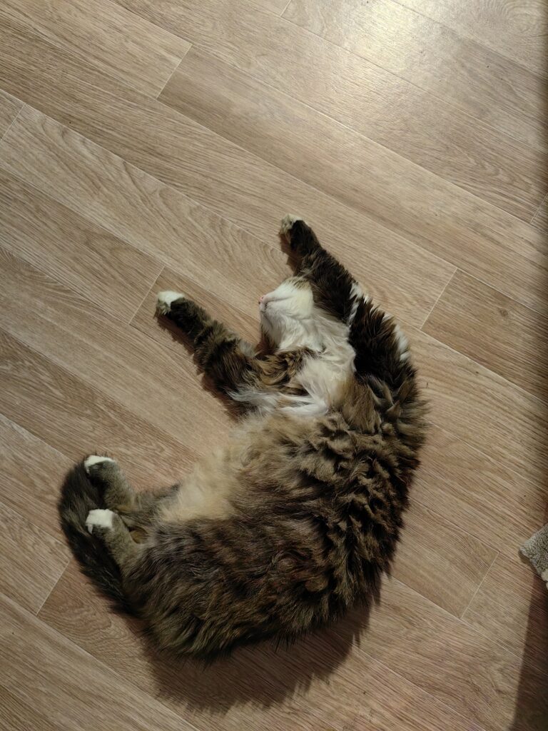 Мои кот и кошка